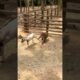 Monkey playing funny games with a goat. #theboss #animals #monkey
