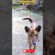 My All cute puppies 😍#dogs #pets #pets #streetdog #shortclips #ytshorts