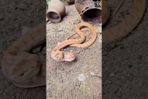 Nature’s Most Tense Cat vs Snake Moment #snake #wildliferescue