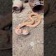 Nature’s Most Tense Cat vs Snake Moment #snake #wildliferescue