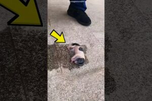 Newborn Puppy Rescue From Street to Happy Life Emotional Dog Story 💔😨