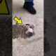 Newborn Puppy Rescue From Street to Happy Life Emotional Dog Story 💔😨