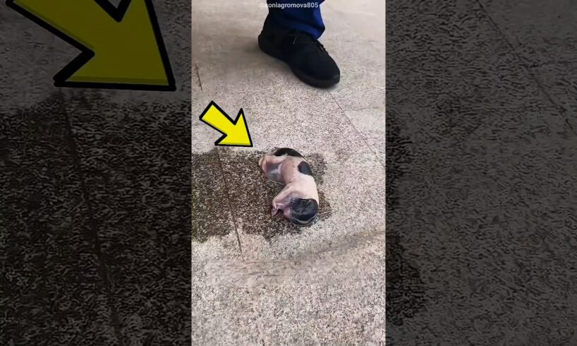 Newborn Puppy Rescue From Street to Happy Life Emotional Dog Story 💔😨