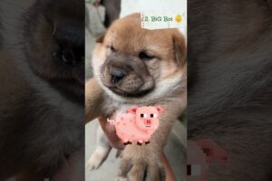 Ranking 3 Cute Puppies! 🐶🐕🐾