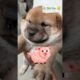 Ranking 3 Cute Puppies! 🐶🐕🐾