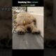 Ranking the cutest puppies ever🐕  #dogs #pets #cute #puppy