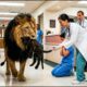 Rescue Animal: Lion Invades Hospital, Nurse Breaks Down in Tears for a Shocking Reason #74