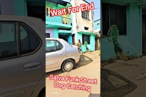Salva Funk Street Dog Catching #dog #streetdogrescue #ytviral #shorts #animals #ytshorts #pets