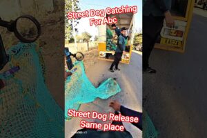 Street Dog Release Same Place #release #abcprogram #shorts #dog #ytviral #animals #pets #dogshorts