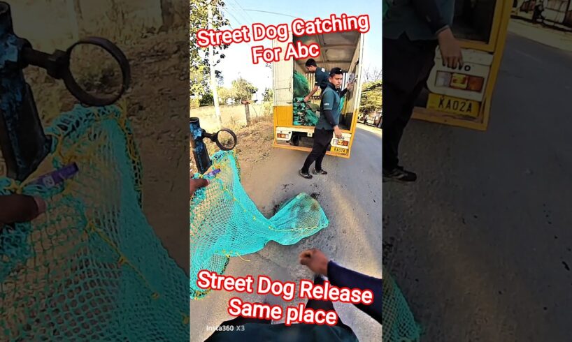 Street Dog Release Same Place #release #abcprogram #shorts #dog #ytviral #animals #pets #dogshorts