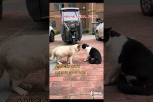 TOP 3 INSANE ANIMAL FIGHTS #funny