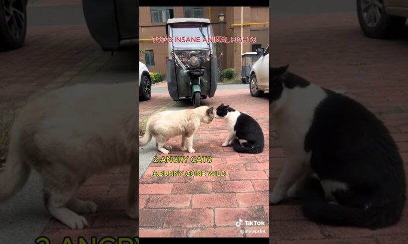 TOP 3 INSANE ANIMAL FIGHTS #funny