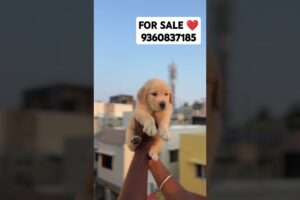 TOP QUALITY GOLDEN RETRIEVER PUPPY'S FOR SALE IN CHENNAI ❤️#cute #dog #petlover #tamil #trending