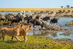The Invisible Predator | Deadly Silence | Animal Fights