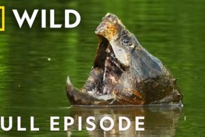 The Mighty Mississippi (Full Episode) | America the Beautiful | Nat Geo Animals