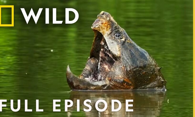 The Mighty Mississippi (Full Episode) | America the Beautiful | Nat Geo Animals