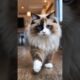 The Most Beautiful Cat You’ll See Today! 🐱 #shorts #animals #rescue #dogrescue #ai