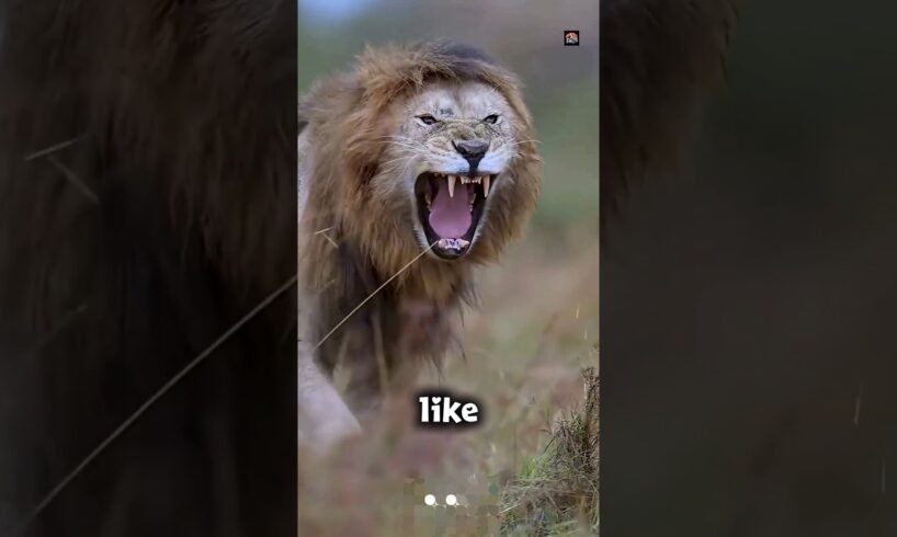 The Most Brutal Animal Battles You've Never Seen 😱