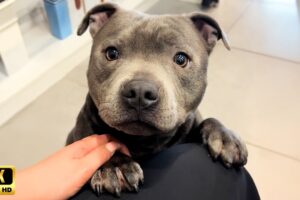 The Most Polite and Incredible Dogs You’ll Ever See 🐶 Cute Dog Videos
