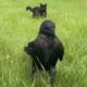 The crow that lived like no other