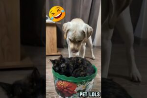 The funniest Cat vs Dog fights! #shorts