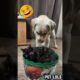 The funniest Cat vs Dog fights! #shorts