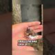The kind man found a bird's egg, and then this happened #rescue #birds