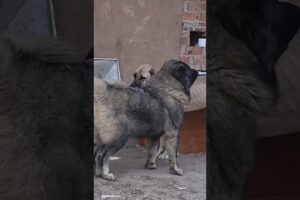 These Giant Guard Dogs Don’t Play 😳🐺