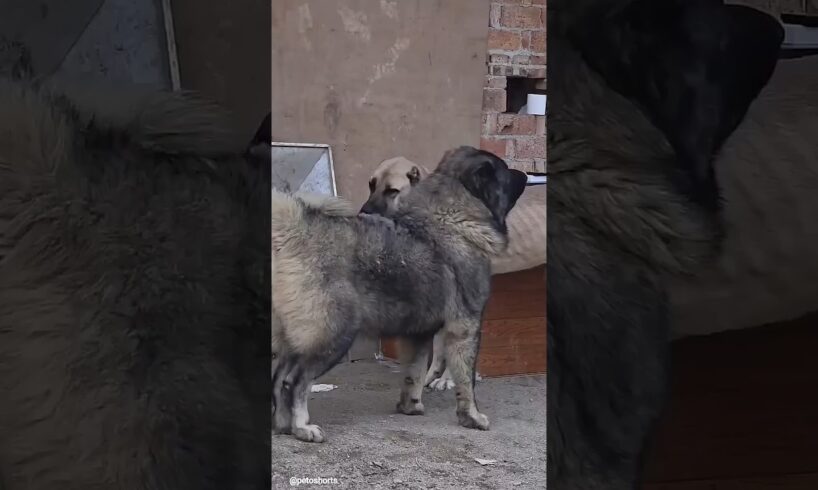 These Giant Guard Dogs Don’t Play 😳🐺