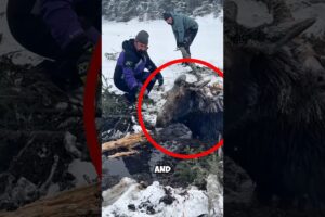 These Kind Men Saved A Trapped Buffalo #animals #love #shorts