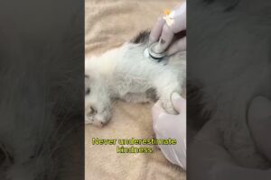 “They Chained This Cat to Die… What She Did Next Is Unbelievable! 😳#shortfeed