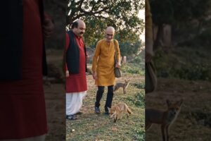 This Fox Was Terrified Until... 💔 #animalstory #heartwarming #wildlife