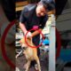 This Hero Rescued a Hurt Dog… What Happened Next Is Emotional 😢 (#DogRescue #AnimalRescue #Shorts)