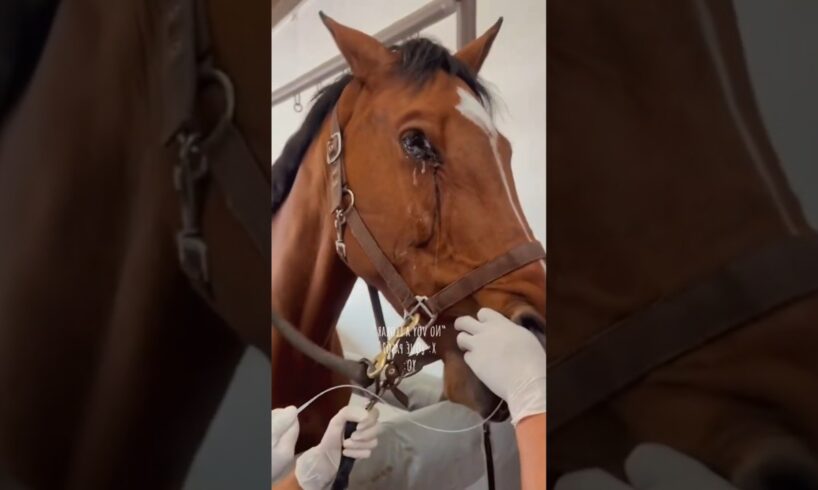 This Horse Couldn’t Walk 😢 | Incredible Hoof Treatment Transformation!