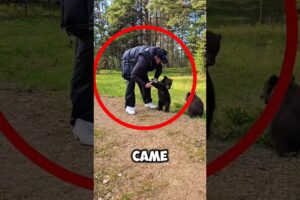 This Man Saved And Raised Three Bear Cubs #animals #love #shorts