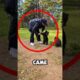 This Man Saved And Raised Three Bear Cubs #animals #love #shorts