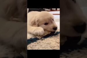 This will be the cutest puppy you see today! #puppy #dogshorts #goldenretriever #cutedog #puppylove
