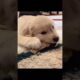This will be the cutest puppy you see today! #puppy #dogshorts #goldenretriever #cutedog #puppylove