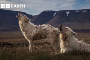 Top 10 Wolf Moments | BBC Earth