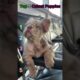Top 5 Cutest Puppies