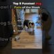 Top 5 Funniest Dog Fails of the Week