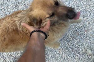 Update on Bubu, Velvet, Happy and So Many More Dogs - Takis Shelter