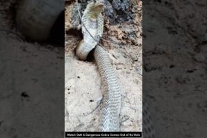 Watch Out! A Dangerous Cobra Comes Out of Its Hole  #snake #cobra #wildliferescue