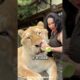 Why Ligers CAN'T SURVIVE in the Wild!🤯