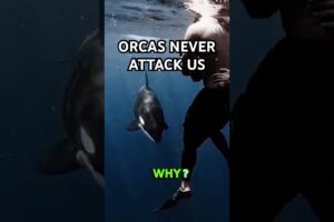 Why Orcas Never Attack Humans… Until They Do