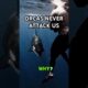 Why Orcas Never Attack Humans… Until They Do