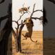 Wild Fight: Antelope Safe in Tree, Lion Struggles Below! #naturebattle  #wildlifebattle #discovery