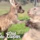 Wombat And Kangaroo Are Obsessed With Each Other | The Dodo Odd Couples