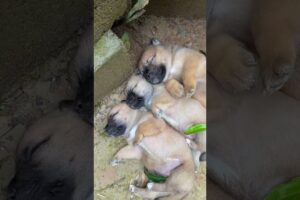 Wow! Cute puppies 🐶😍🥺