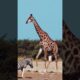 Zebra and Giraffe #wildlife #africa #intothewild